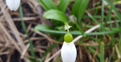 De les van het sneeuwklokje