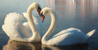 POWER of Your HEART retreat dagen