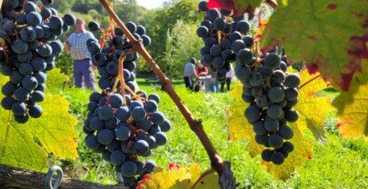 Volle maan Akasha Reading 9 oktober